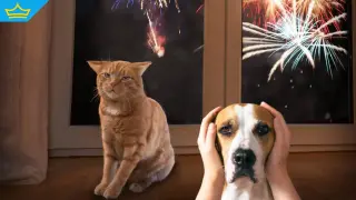 Нидерландия одобри забрана за продажба на фойерверки за частни лица, а България кога?