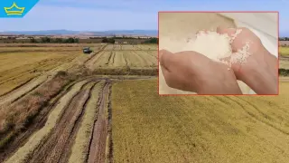 Оризопроизводители настояват за спешни мерки срещу безводието (видео)