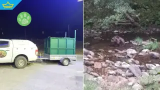 Спасиха ранено мече в безпомощно състояние край Смолян