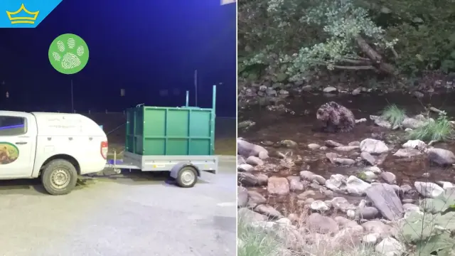 Спасиха ранено мече в безпомощно състояние край Смолян