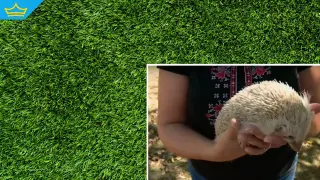 Първият у нас документиран таралеж албинос радва Лакатник (видео)