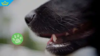 Агресивни кучета убиха друго куче и нахапаха стопанина му