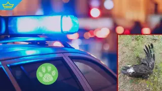 Намериха пореден застрелян защитен черен лешояд край Омуртаг