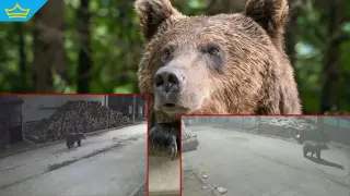 Неочакван гост: Мечка се разходи из доспатско село (видео)