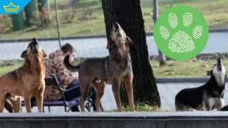 Страх в Казичене: глутница агресивни кучета тероризира жителите (видео)
