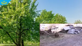 Изсичане на дървета заради ремонта на „Топлофикация“ в „Дружба-2“ възмути местните (видео)