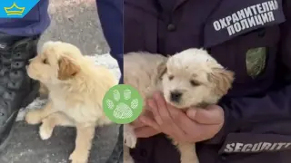 Полицаи от Елхово спасиха вързано в торба край пътя кученце (видео)