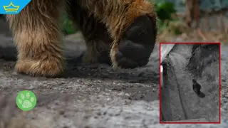 Жителите на смолянско село живеят в страх заради набези на мечки (видео)