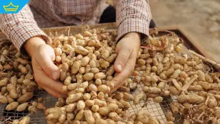 „Български“ на етикета, вносен в пакета: Производители на фъстъци сигнализират за пропуски в контрола (видео)