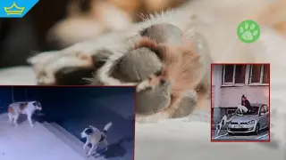 Бездомни кучета тероризират пешеходци около новите общежития на Пловдивския университет (видео)