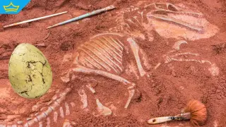 Палеонтолози намeриха почти непокътнато яйце на хищен динозавър