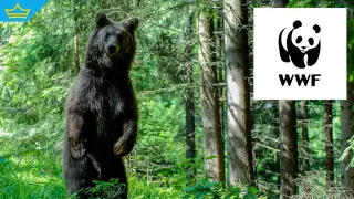Рила, Пирин, Витоша: как да избегнем инциденти с мечки според WWF