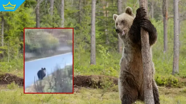 Във Велинградско мече изскочи пред училищен автобус (видео)