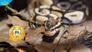 Защитени видове змии са отглеждани в частен дом в София