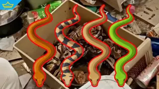 „Сафари“ в София: два кралски питона и защитен смок прибрани след сигнал на съседи