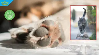 Хора от блок в Монтана живеят в кошмар заради апартамент, пълен с животни (видео)