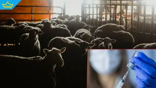 Животновъди настояват за спешна ваксинация срещу шарка по дребните преживни животни (видео)