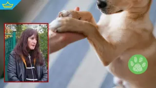 Неизвестен застреля кучето на жена, докато го разхожда (видео)