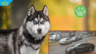 Жестокост в София: Лекар умишлено прегази куче (видео)