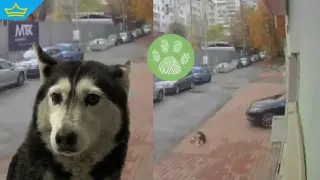 Прокуратурата разследва случая с прегазеното куче в столичния квартал „Разсадника“