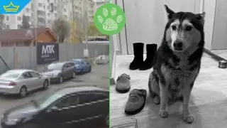 „Не видях кучето“: лекар прегази куче умишлено пред блок, съседите настояват за справедливост (видео)