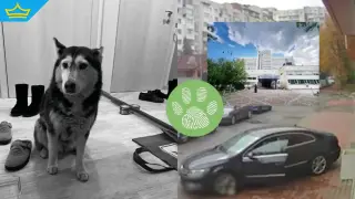 Отстраниха от работа лекаря, прегазил кучето Мая в София (видео)