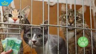 Гръцки съд наказа мъж с рекордна глоба заради зверства над котки