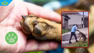 Потребители в социалните мрежи издирват мъж от видео, в което той рита и удря куче (видео)