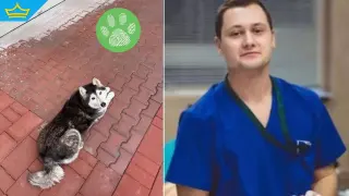 Докторът, прегазил кучето Мая, избяга зад граница