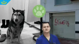 Кучето Мая е умишлено прегазено, обявиха от прокуратурата