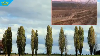 Вандалски акт край Разлог: Отрязаха ветрозащитни тополи по пътя към хижа „Яворов“ (видео)