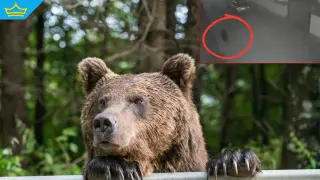 Мечка се разходи и във вилната зона на Карлово (видео)