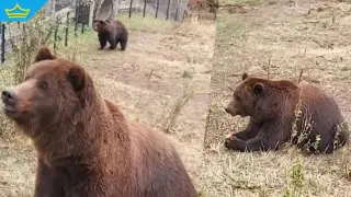 Паркът за мечки в Белица затвори врати за зимата (видео)