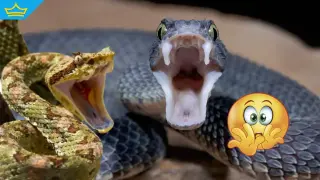 Мъж се похвали в мрежата с колекция от 200 пепелянки, грози го до 5 години затвор