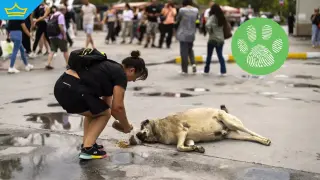 Истанбул забранява храненето на бездомните кучета в името на „обществения ред“