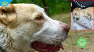 След поредно нападение: Агресивен алабай тревожи жителите на столичния „Драгалевци“ (видео)