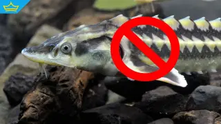 Забраняват улова на есетрови риби у нас, ето кои са те