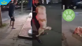 Поредно зверство над животно: Мъж хвърля куче в асфалта и го рита (видео)