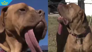 Куче от Оклахома стана рекордьор на Гинес за най-дълъг език (видео)