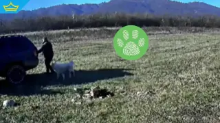 Видеокамери показаха хладнокръвното убийство на ловно куче, ловците настояват за максимално наказание (видео)