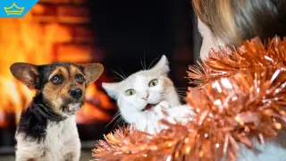 Фойерверките като заплаха: Защо Нова година е кошмар за животните