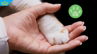 Прокуратурата проверява сигнал за жестокост към котка в Ямболско