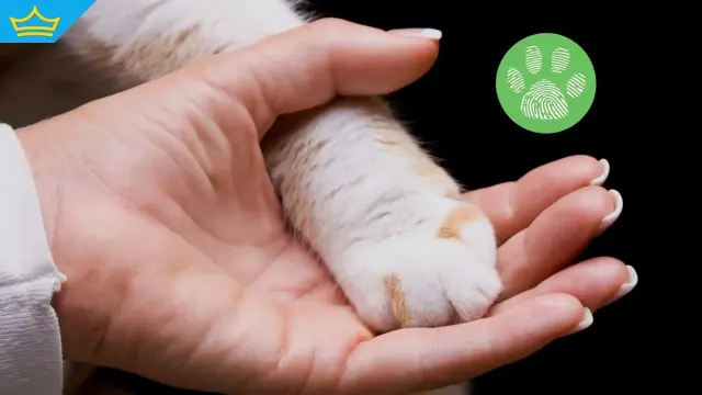 Прокуратурата проверява сигнал за жестокост към котка в Ямболско