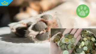 Фондация „Шаро“ превръща стотинките в грижа за животните (видео)