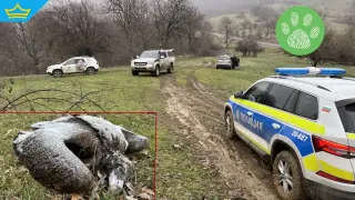 Разследват отравянете на няколко защитени лешояда край Котел (видео)