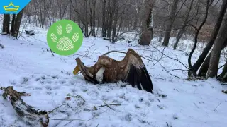 Престъпление без наказание: Лешоядите изчезват второстепенно, правосъдието – окончателно