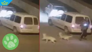 Камера засне как мъж изоставя домашните си любимци (видео)