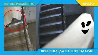 Духчето Каспър вилнее в Кичука (видео)