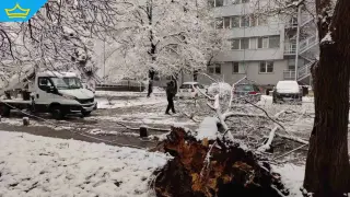 Пловдив под обсадата на клоните: 60-годишно дърво смаза четири коли в „Кючук Париж“ (видео)