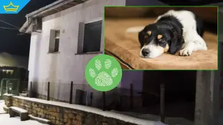 Повдигат обвинения на поредните мъчители над животни